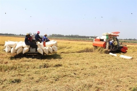 Việt Nam earns $1.43b from rice exports in Q1