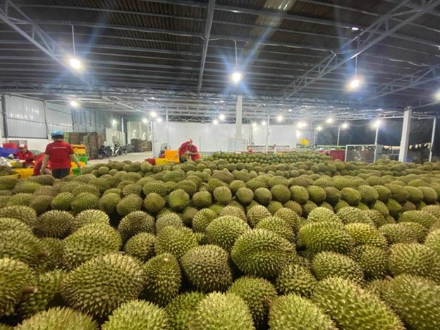 ​Vietnam seeks to export durians to India