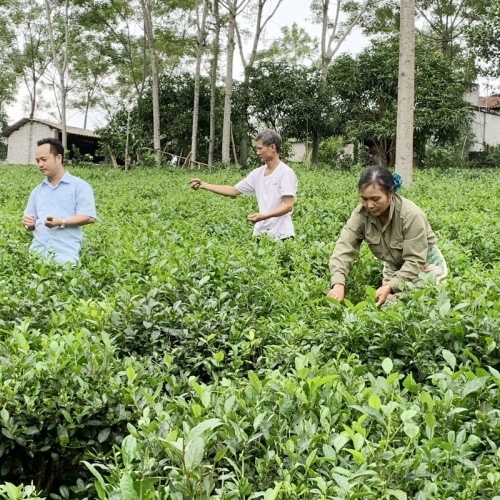 Hanoi's thriving tea industry faces challenges in boosting exports