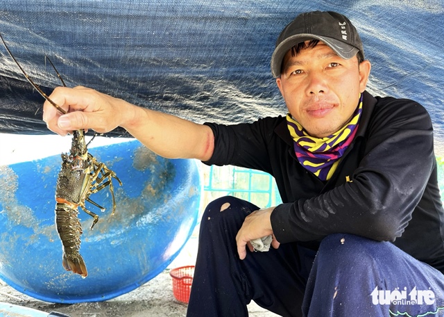 ​Vietnam’s Phu Yen Province cries for help amid mass lobster die-off
