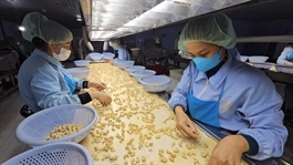 ​Vietnam cashew exporters threatened by 50% surge in raw material prices