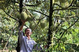 Thailand becomes Việt Nam's second largest durian importer