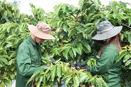 Việt Nam's coffee prices on the rise