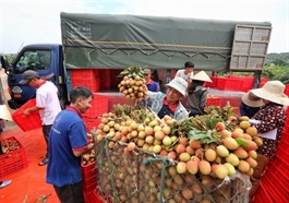 Bắc Giang exports first batch of lychees to Germany