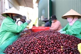 Coffee exports reach $2.9 billion in five months, up 43.9 per cent