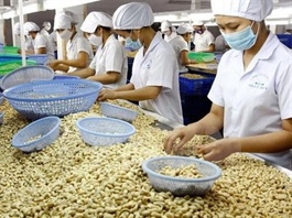 Cambodia's exports of raw cashew nuts to Việt Nam rise 37% in five months