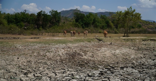 Vào mùa khô, nhiều vùng ở tỉnh Ninh Thuận đối mặt với nguy cơ thiếu nước ngọt cho sinh hoạt, tưới tiêu. Ảnh: XUÂN HOÁT.