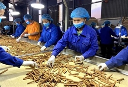 Việt Nam's cinnamon exports hits over $96.3 million in five months