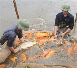 Hanoi expands VietGAP aquaculture models