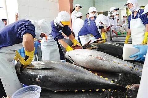 Tuna exports expected to grow by 20 per cent in H1