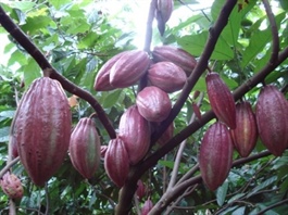 Đắk Lắk churns out top-quality cocoa products