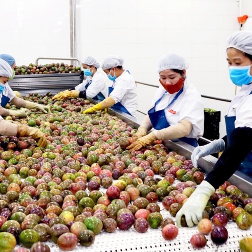 Vietnam’s veggie exports top US$3 billion in H1