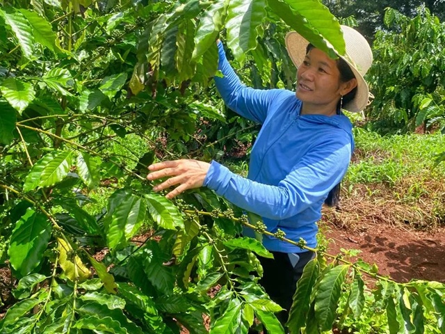 ​Some Vietnam coffee farms thrive despite drought, but may not stop espresso price hikes