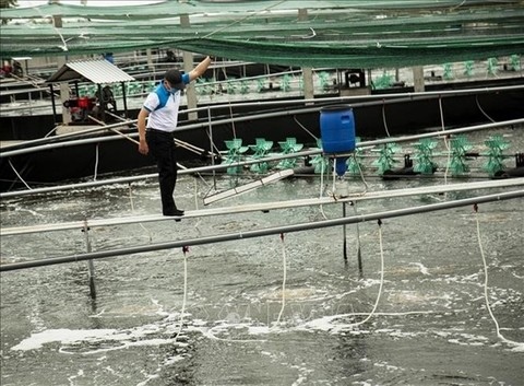 Business sours for Bến Tre farmers as shrimp prices plummet