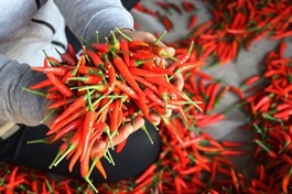 Việt Nam’s exports of cinnamon, chilli products face food safety warning