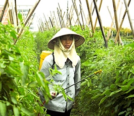 Vietnam's agricultural exports strive to meet safety standards
