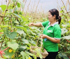 Hanoi uses technology and certification to boost green farming