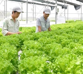 Hanoi steps up organic farming for sustainable agriculture