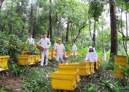 Vietnamese honey makers turn to domestic market