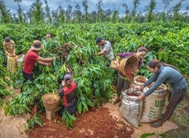 Coffee exports need higher added value for sustainable development: experts