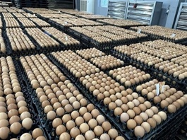 Proposed quota regulations for salt and poultry egg imports in 2025