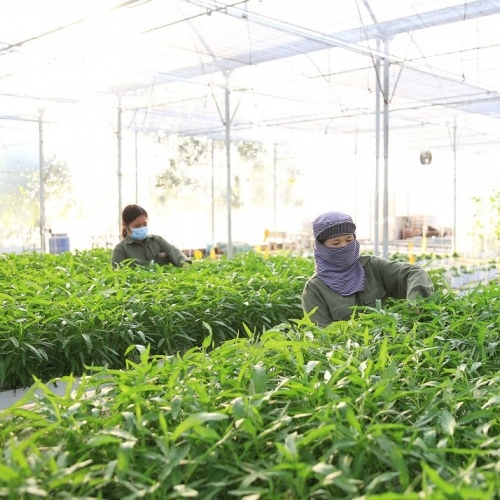 Hanoi's agriculture sector determined to exceed goals