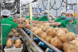 Việt Nam's coconut exports to skyrocket thanks to shipments to China