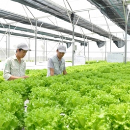 Urban farming initiatives transform Hanoi's agriculture