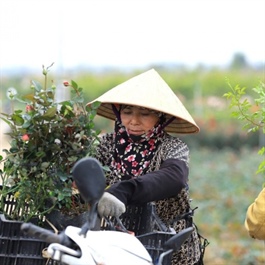 Hanoi to turn ornamental flowers and plants into premium agricultural products