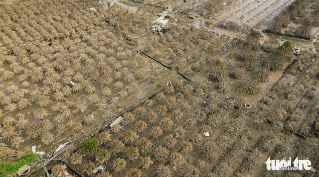 Peach blossom trees at a garden in Hanoi are pictured dying from flooding. Photo: Hong Quang / Tuoi Tre