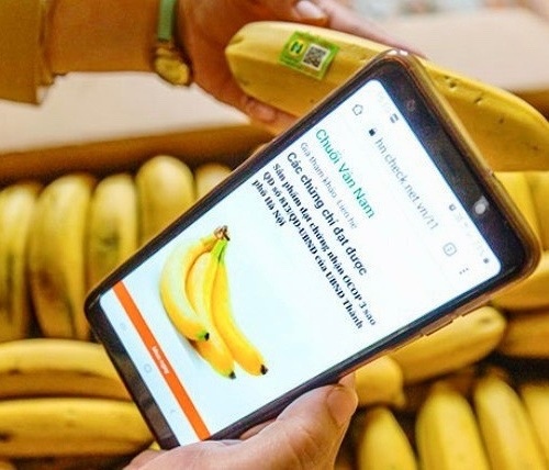 Hanoi's commune transforms banana farming through innovative cooperative partnership