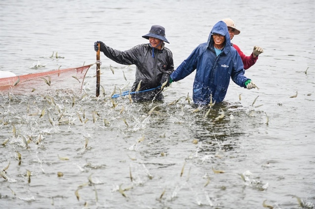 ​High demand for Vietnamese shrimp among US buyers