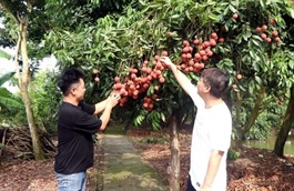 Building a brand for Hưng Yên lychees