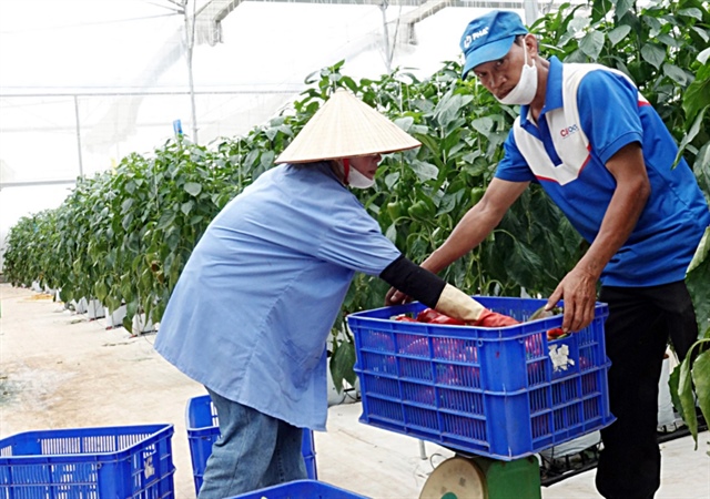 Many farmers in Da Lat City, Lam Dong Province are widening their farms to raise outputs by 30 - 50 percent year on year. Photo: M.V. / Tuoi Tre