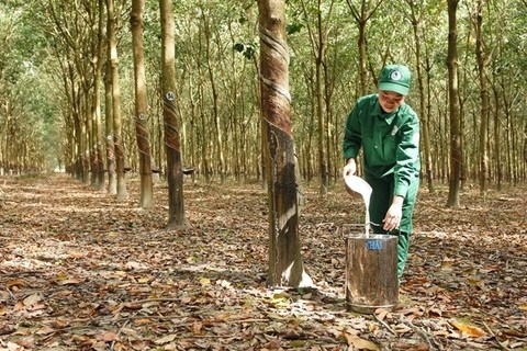 Việt Nam's rubber exports reach $1.7 billion in eight months