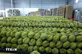 Việt Nam’s frozen durian exports to China could reach $300 million this year