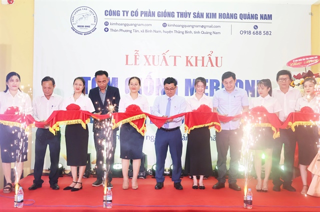 Employees of Kim Hoang Quang Nam, an aquaculture company located in Thang Binh District, Quang Nam Province, central Vietnam are preparing for the export of 2.5 million Mebi One breeding shrimps to Taiwan. Photo: M.T.