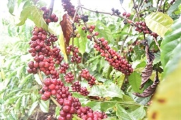 Robusta coffee price is higher than Arabica coffee price in Việt Nam