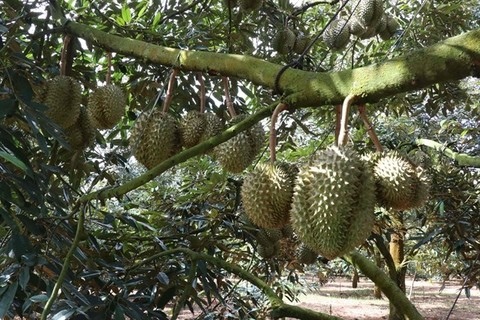 Việt Nam's durian dominates fruit exports, outpacing dragon fruit