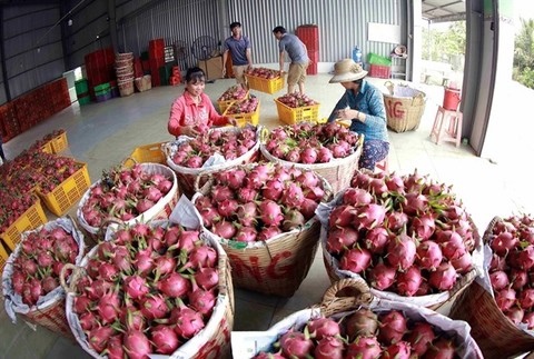 India is potential market for Việt Nam's export farm produce