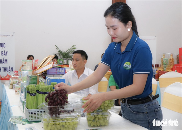 Ninh Thuan-grown grapes on display at a business matching conference for Vietnamese and South Korean firms in Ninh Thuan Province on September 24, 2024. Photo: Duy Ngoc / Tuoi Tre