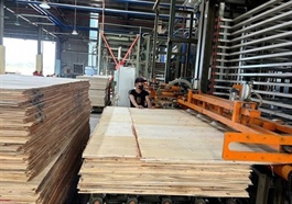 Việt Nam's wood exports rise, but challenges from market and natural disasters persist