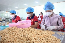 Cashew industry faces risk of trade deficit