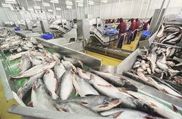 China spends US$21mn importing Việt Nam's pangasius fish maws