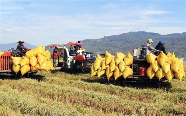 Vietnam spent nearly $850 million on rice imports in January-August 2024. Photo: Thien Huong / Tuoi Tre