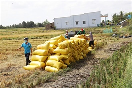 ​Vietnam’s 2024 rice imports projected to hit record of $1bn