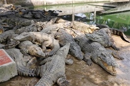 Expanding export opportunities for the crocodile industry