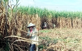 ​Vietnam sugarcane industry bounces back following stunted past