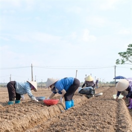 Hanoi aims to boost agriculture after typhoon strikes