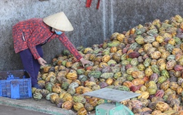 ​With surging cocoa bean prices, candy companies face tough times in Vietnam